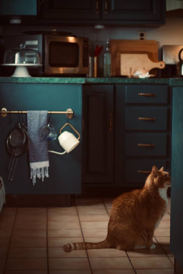 A kitchen with dark green base cabinets. 